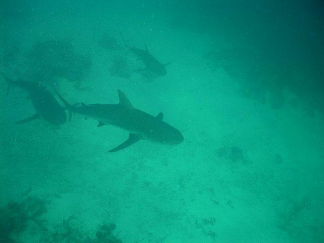 Some friends in Belize