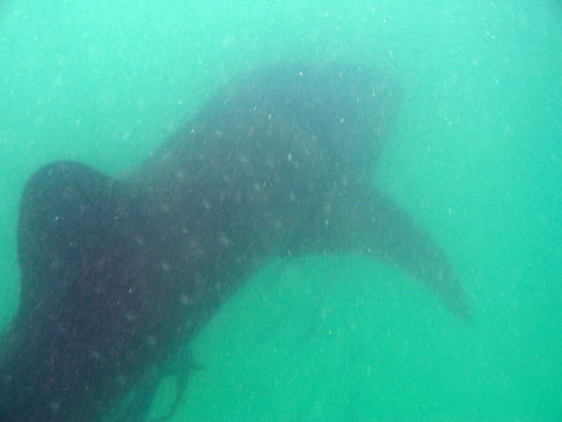 Whale Shark - Isla Mujeres (Cancun)