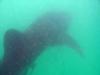 Whale Shark - Isla Mujeres (Cancun)