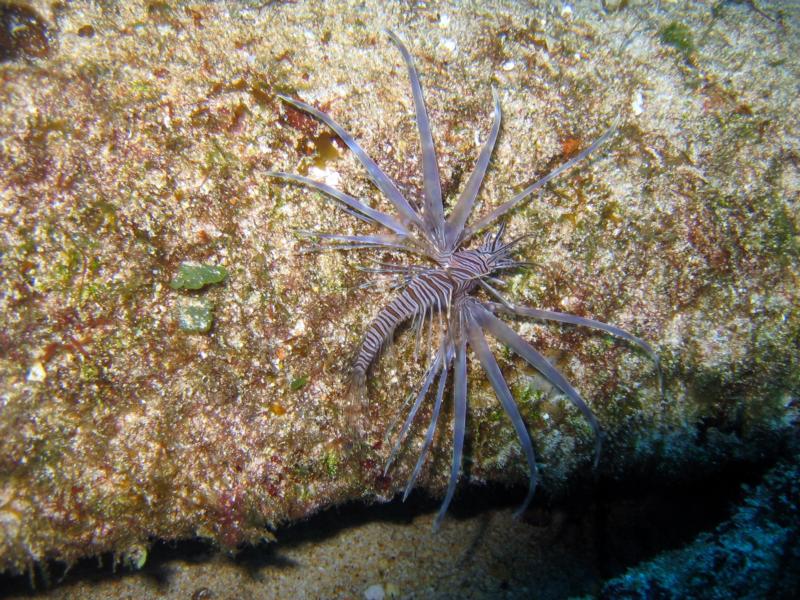 Lion Fish @ Wreck Dive - Isla Mujeres