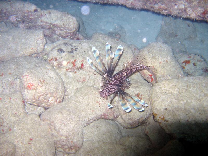 Big Lion Fish - Isla Mujeres