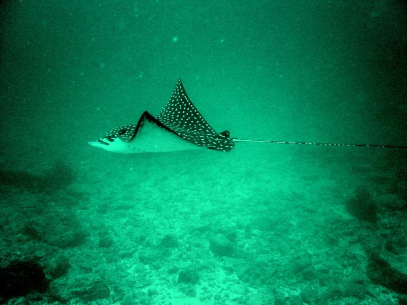 eagle ray, costa rica