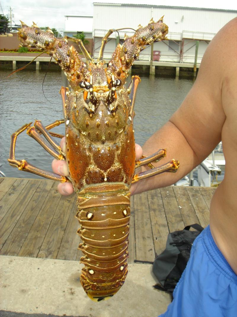 nice lobster