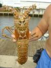 nice lobster