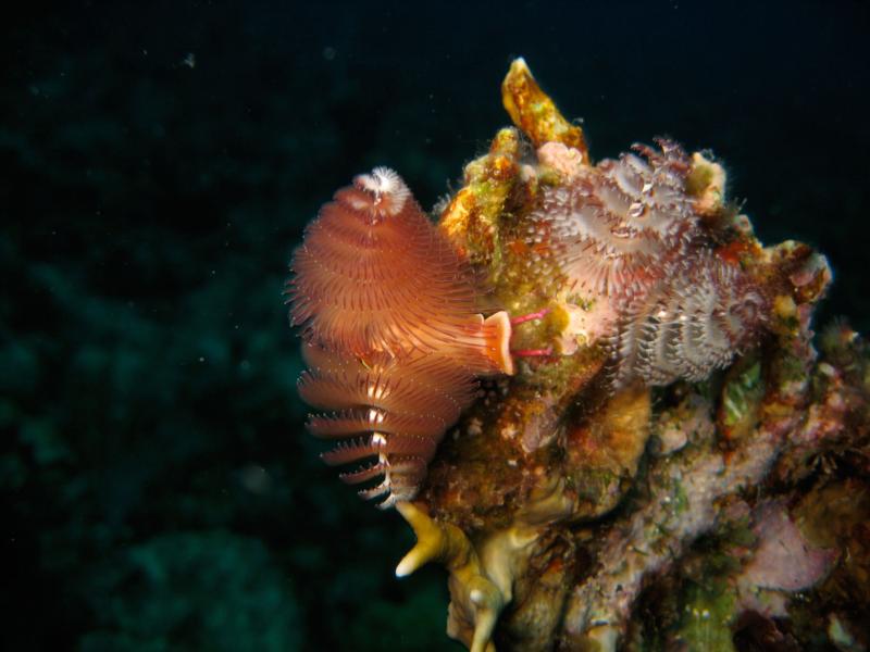 Christmas Tree Worms