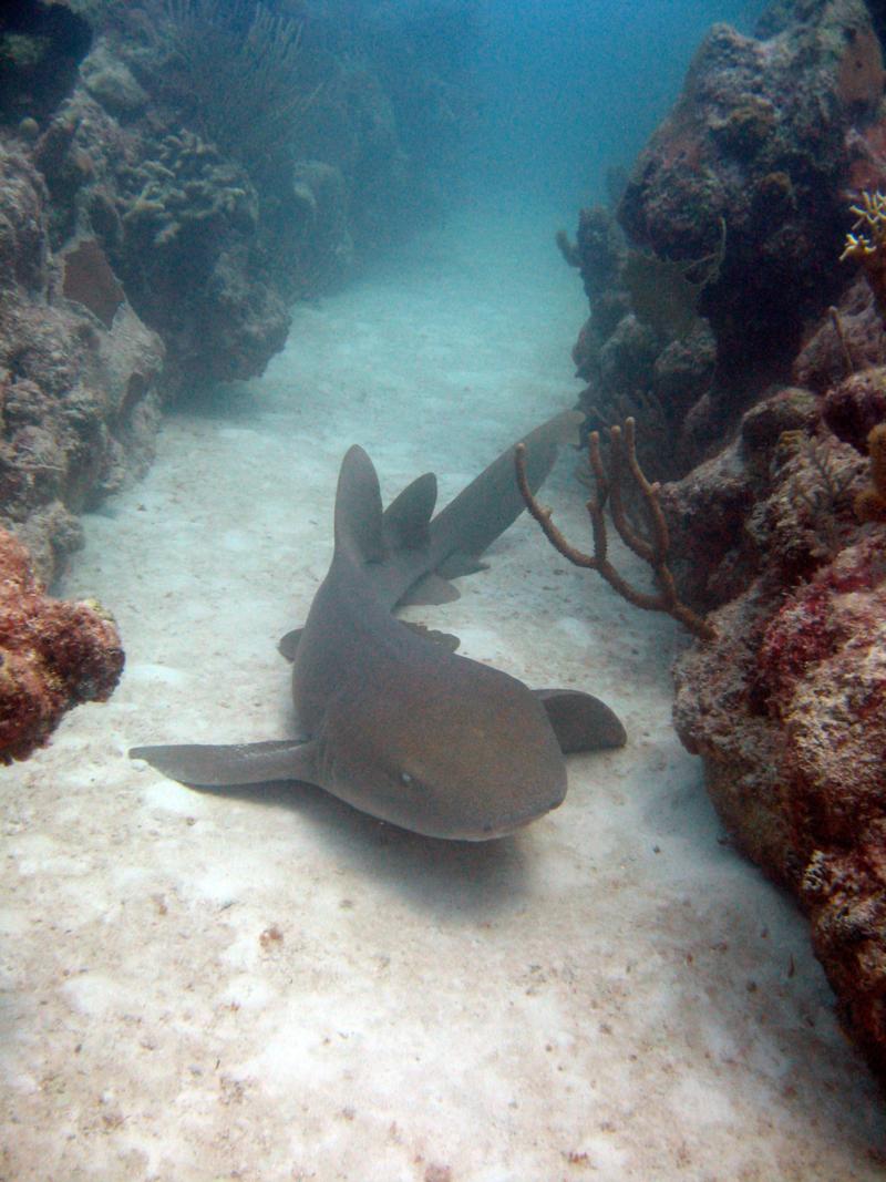 Nurse Shark