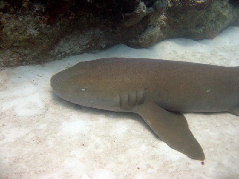 Nurse Shark