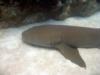 Nurse Shark