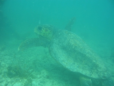 6 foot turtle