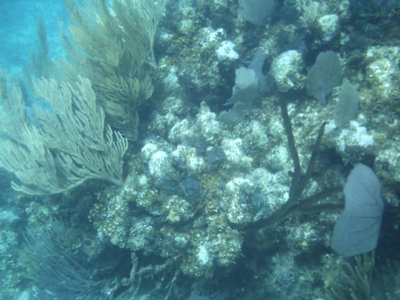 First Timer Underwater Pic