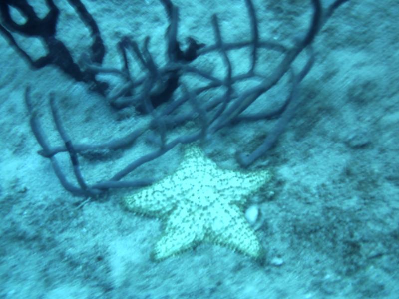 Starfish