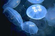 Moon Jelly