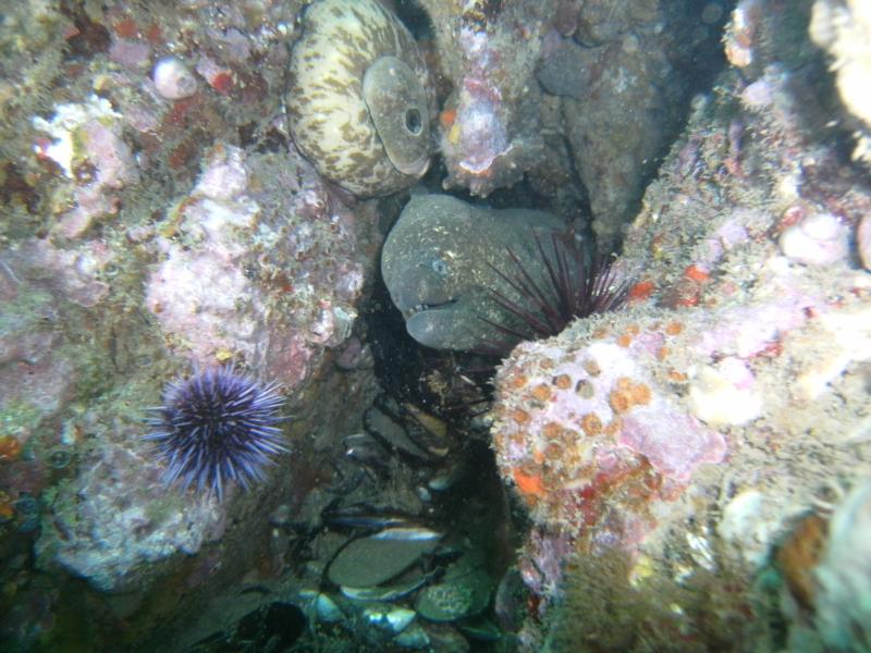 Eel at Shaws Cove 3-1-09
