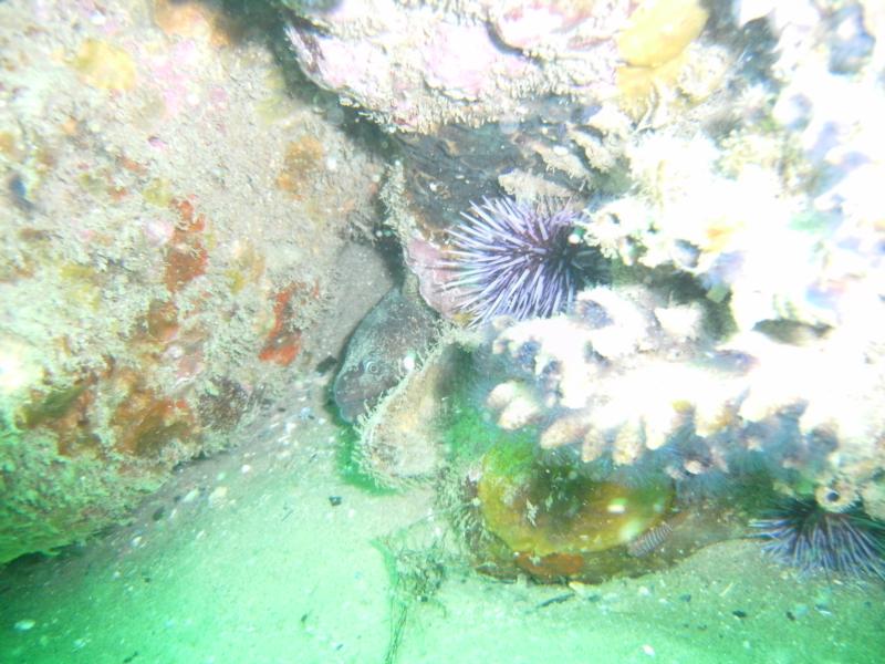 Another eel at Shaws Cove 3-1-09