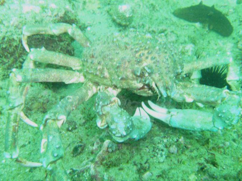 Crab...Montage 3-8-09