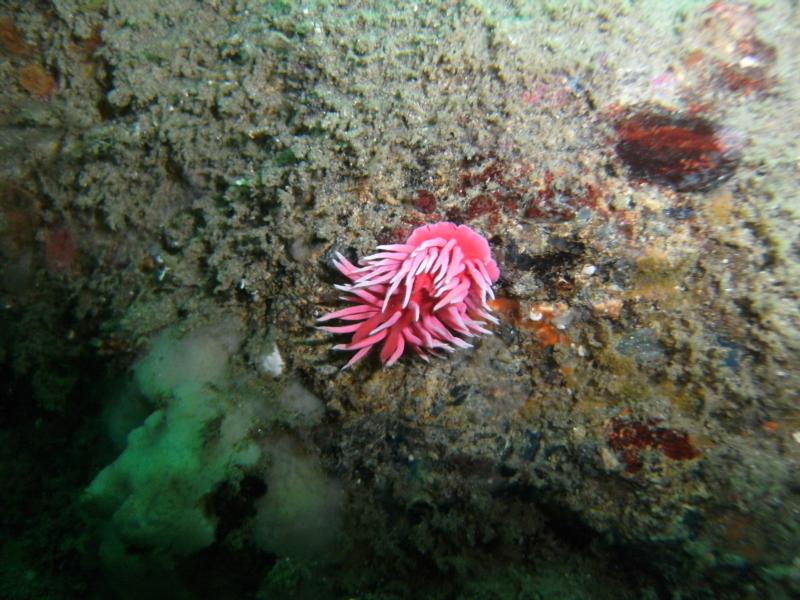 Hopkins Rose nudi 5-17-09 Fishermans Cove