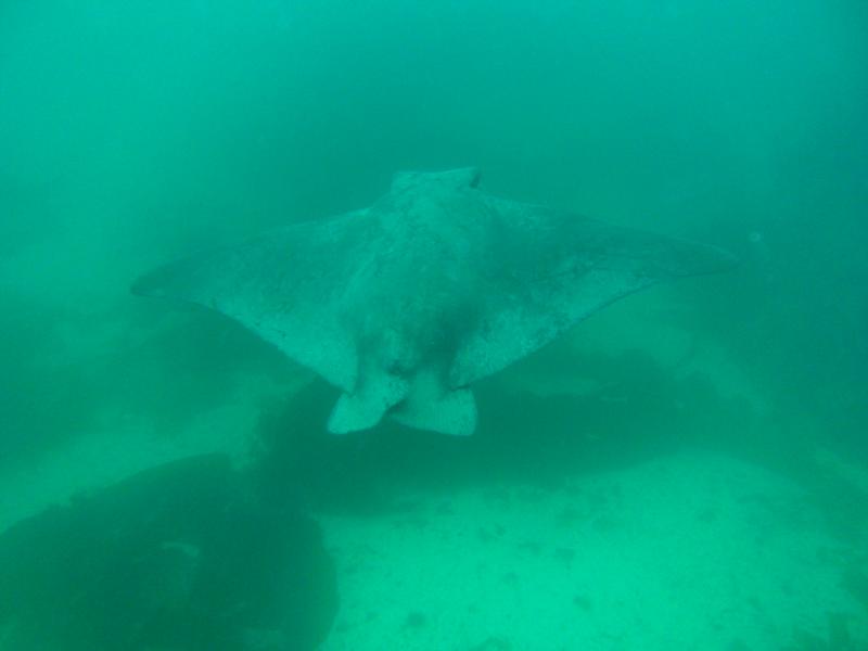 Chasing down a Bat Ray on the Divebuddy Catalina trip 5-30-09