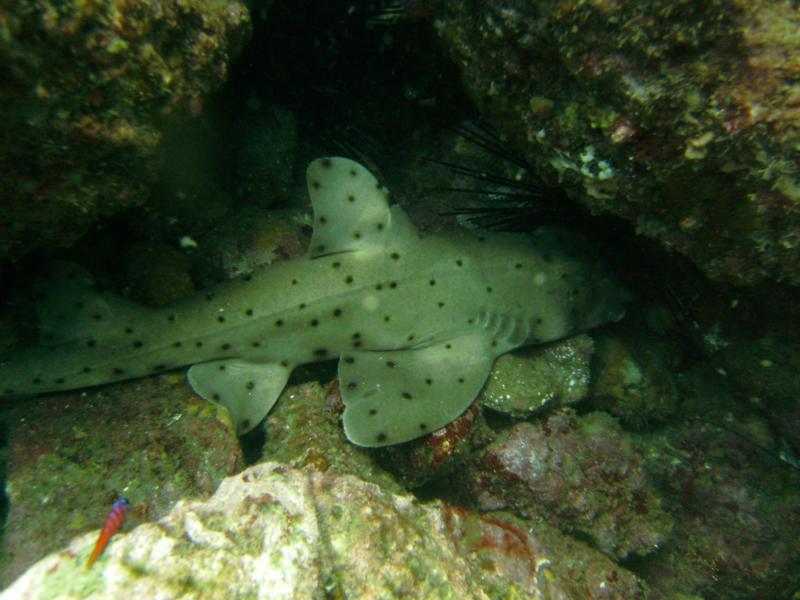 Horned Shark=Catalina-7/19/09