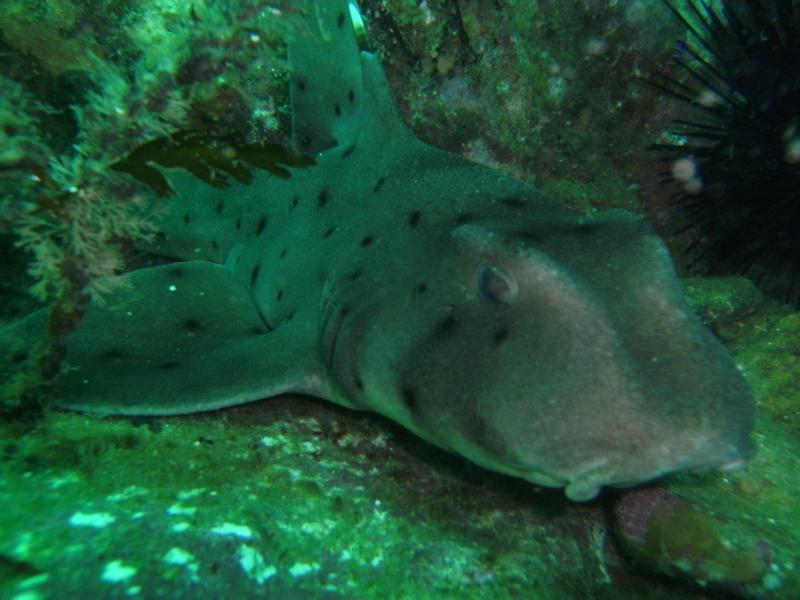 Horned Shark-Catalina-7/19/09