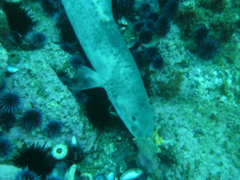 Dead Shark at Shaws 8-16-09