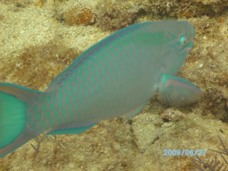 Parrot Fish