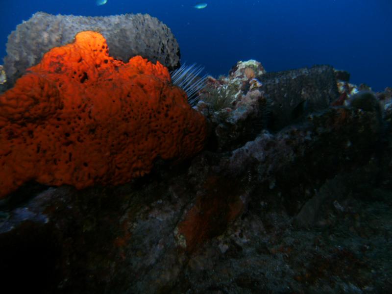 Coral at the Flower Gardens