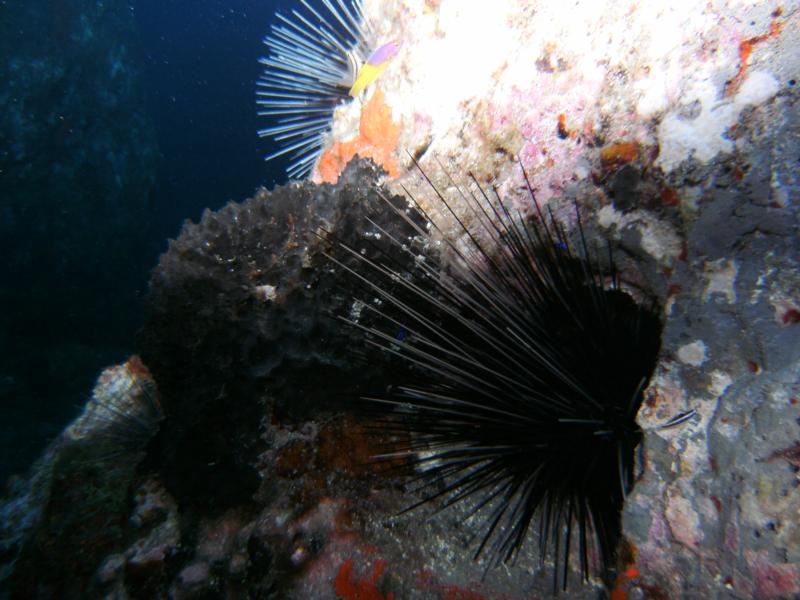 Urchin and Coral at Flower Gardens