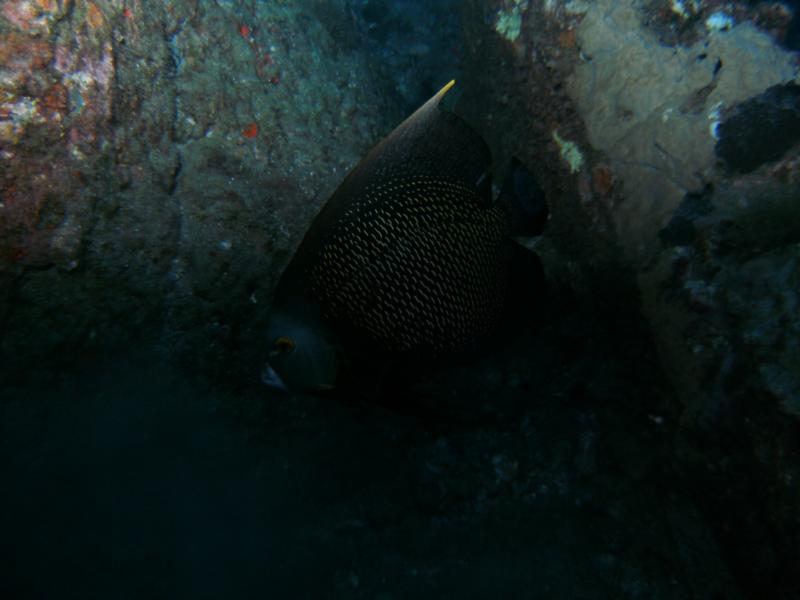 French Angelfish