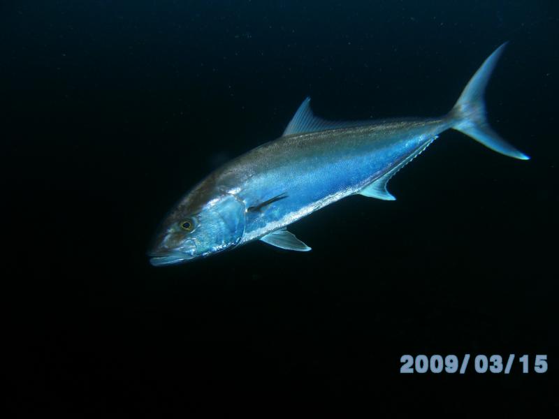 Greater Amberjack