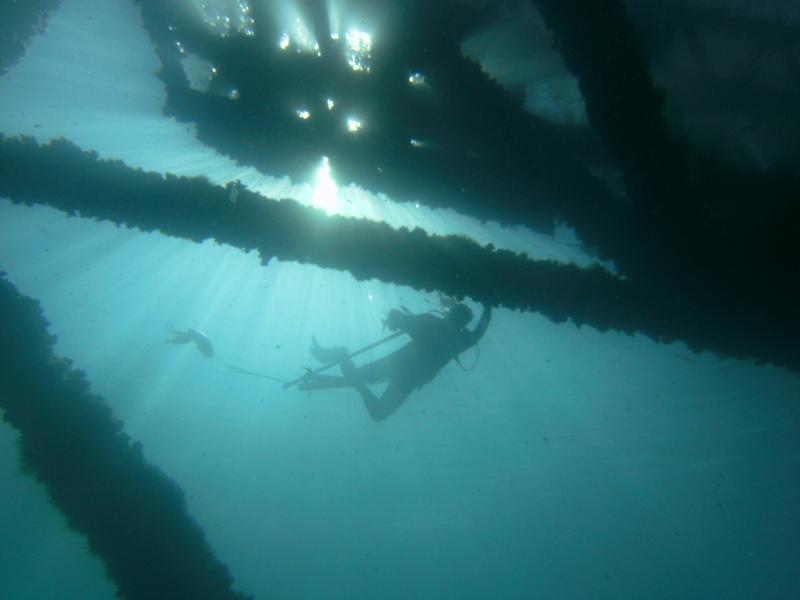 Spearfishing, Gulf of Mexico