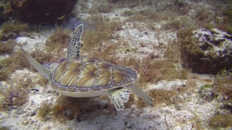 cozumel