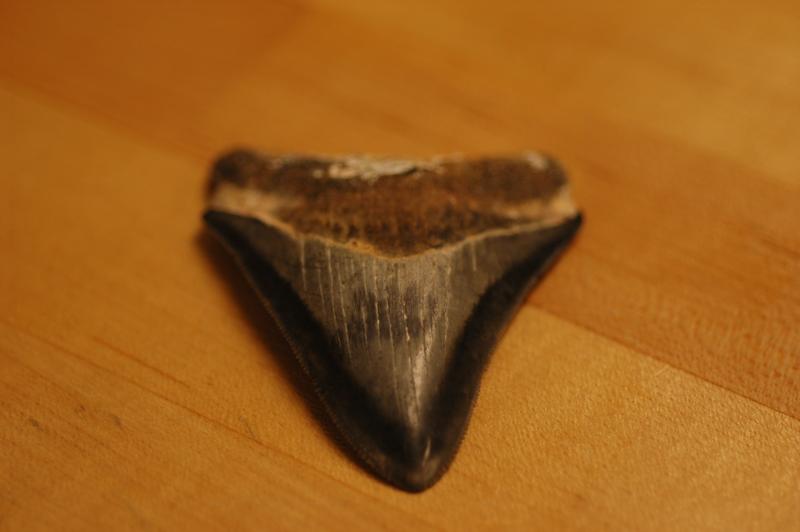 2 million year old Megalodon shark tooth 3 in. long found in Florida, July 08. 