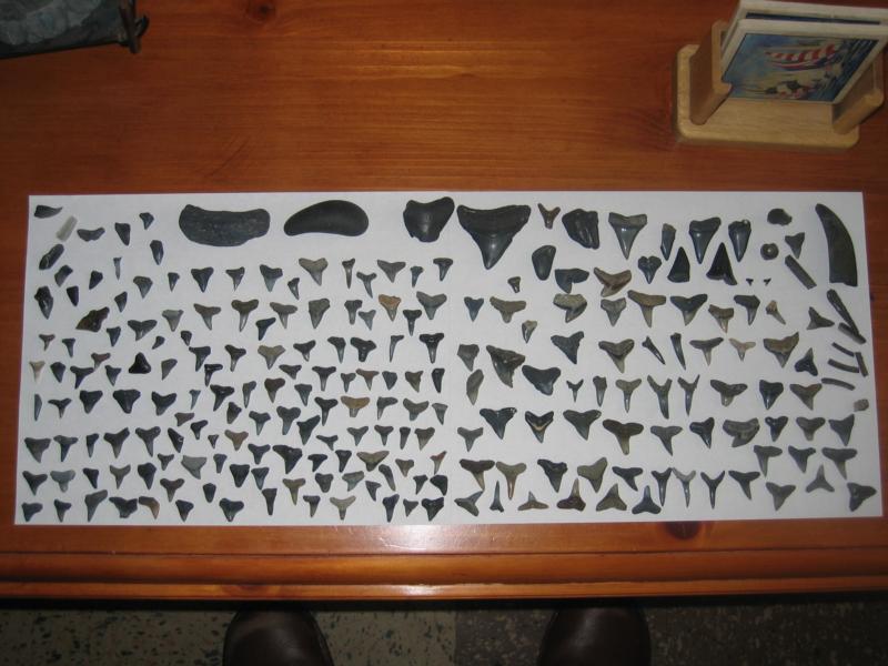 Megalodon teeth and various other fossilized shark teeth I found diving
