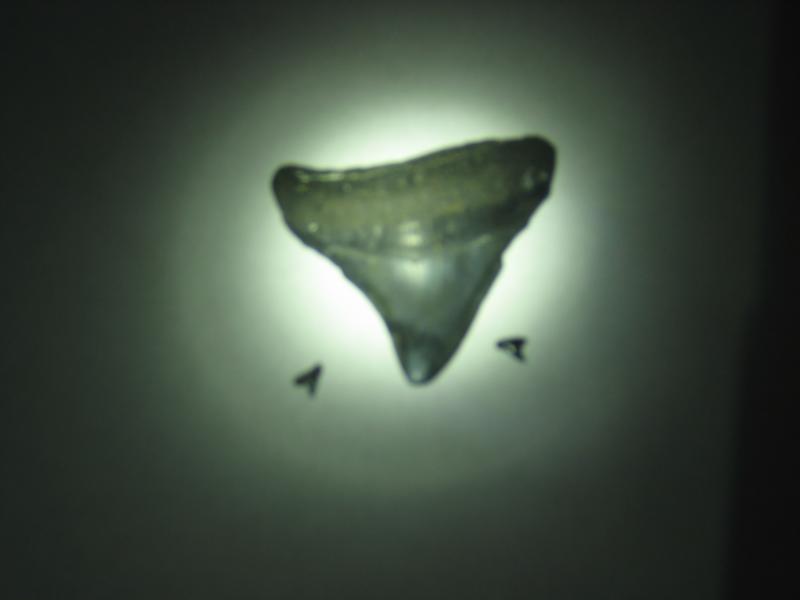 shark teeth big and small