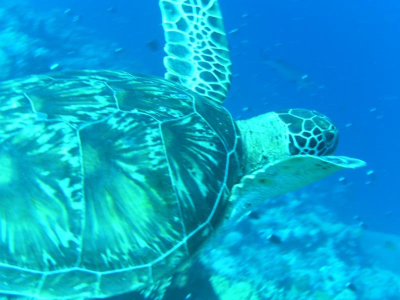 Palau Turtle