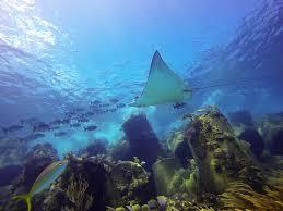 Eagle Rays