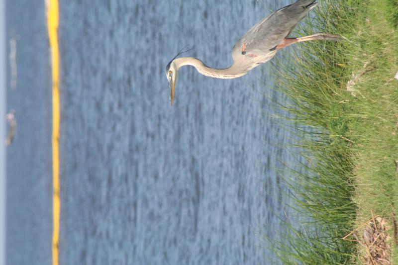 Bird on the Gulf Shore