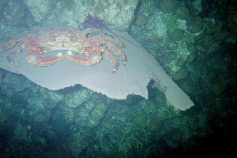 Crab on Sea Fan