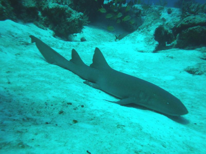 Resting Nurse Shark