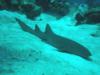 Resting Nurse Shark