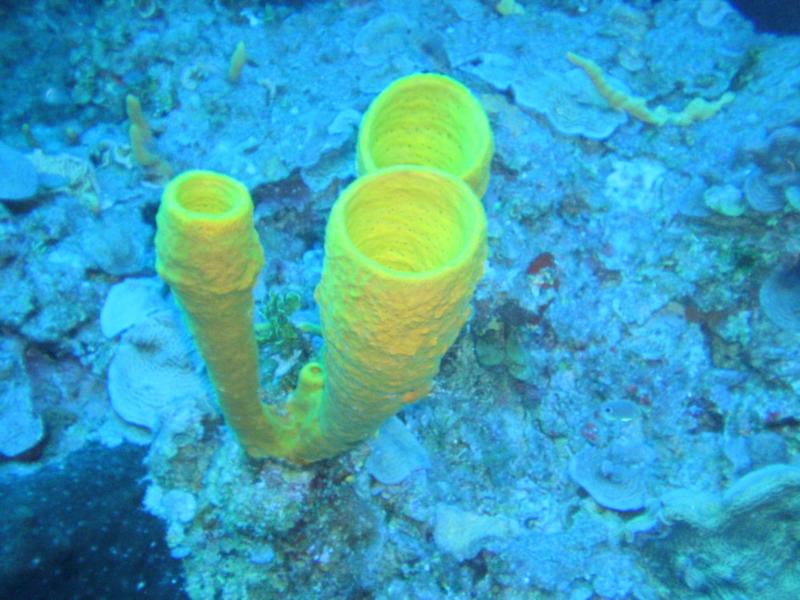 Yellow Tube Sponge