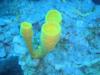 Yellow Tube Sponge