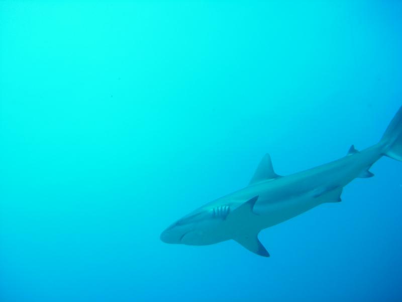 Another grey shark :)