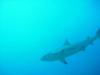 Another grey shark :)