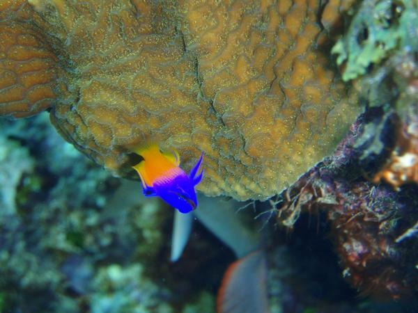 little guy Grand Cayman