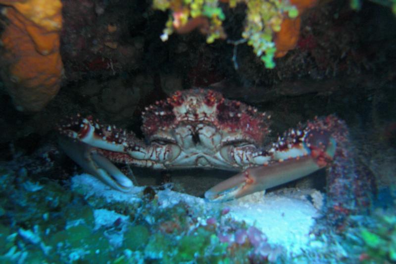 Mr. Crab