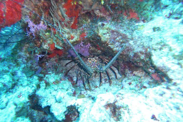 Mr.Lobster Palancar Caves, Cozumel