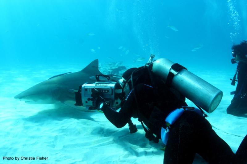 RTSea filming lemon sharks