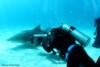 RTSea filming lemon sharks