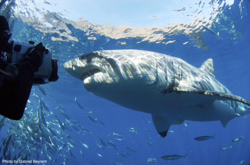 RTSea filming white sharks